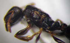 Tetramorium inerme