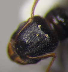 Tetramorium inerme