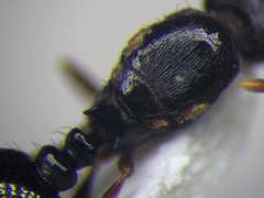 Tetramorium inerme