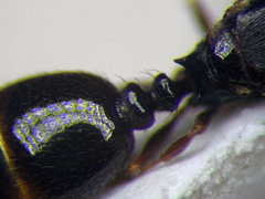Tetramorium inerme