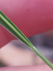 Panicum simile
