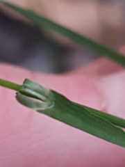 Panicum simile