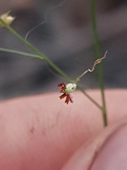 Panicum simile