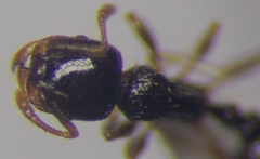 Tetramorium inerme