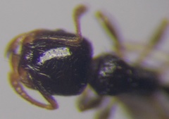 Tetramorium inerme