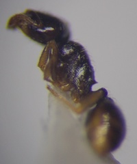 Tetramorium inerme