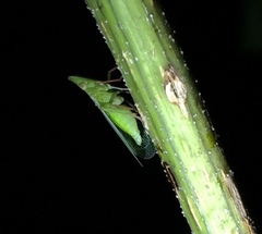 Rhynchomitra recurva