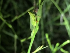 Rhynchomitra recurva