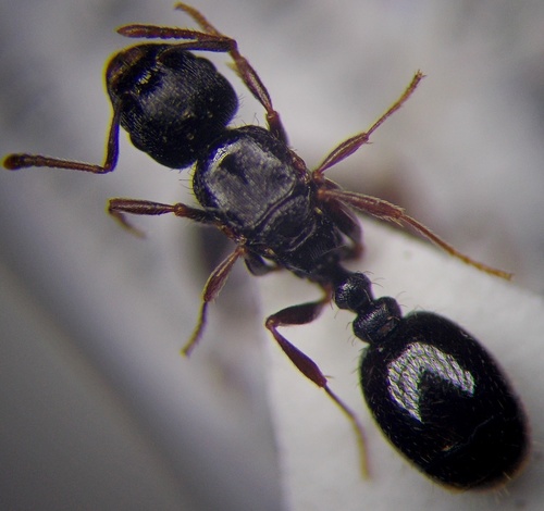 Tetramorium inermeTetramorium inerme