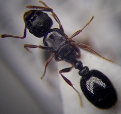 Tetramorium inerme