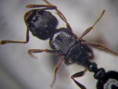 Tetramorium inerme