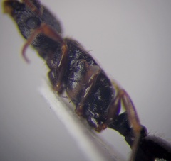 Tetramorium inerme
