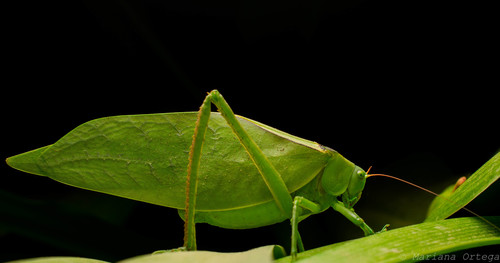 Stilpnochlora azteca