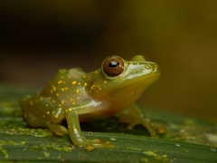 Pristimantis jaguensis