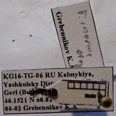 Tetramorium inerme