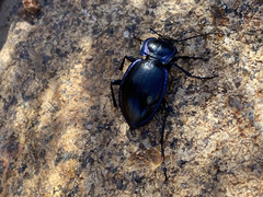 Carabus finitimus