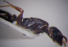 Tetramorium inerme