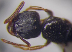 Tetramorium inerme