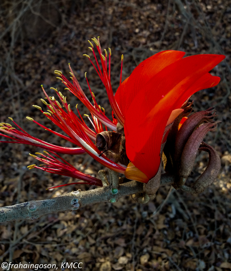 Erythrina madagascariensis