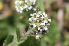 Lepidium campestre
