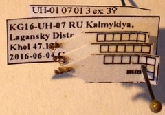 Tetramorium inerme
