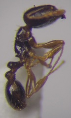 Tetramorium inerme