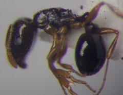 Tetramorium inerme