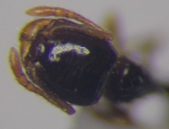 Tetramorium inerme