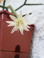 Rhipsalis pilocarpa