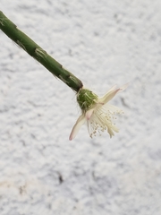Rhipsalis pilocarpa
