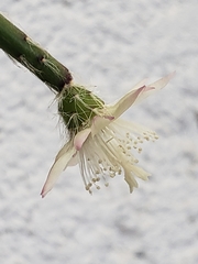 Rhipsalis pilocarpa