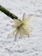 Rhipsalis pilocarpa