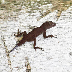Anolis cristatellus cristatellus