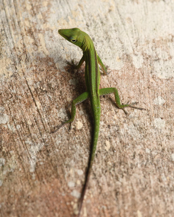 Santo Domingo Green Anole