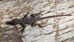 Anolis