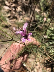 Cosmos carvifolius