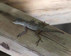 Anolis