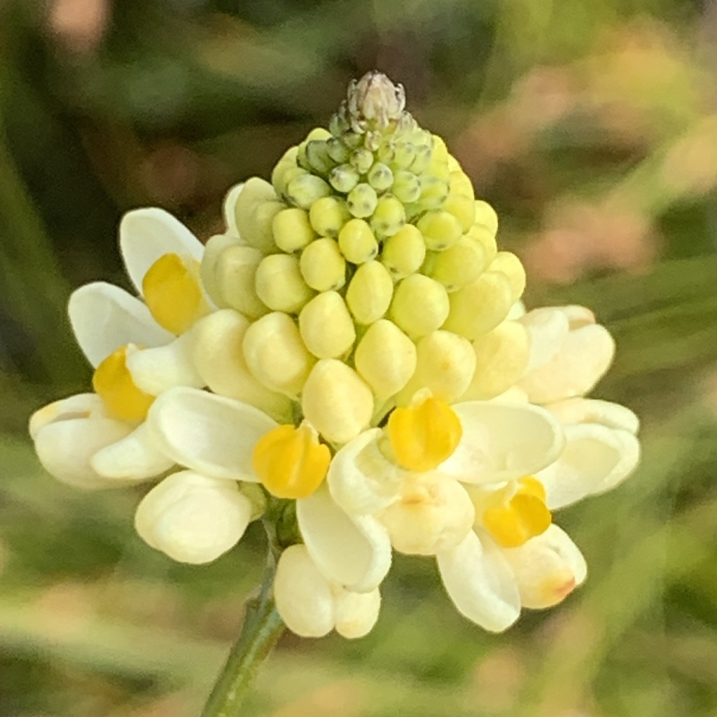 Comesperma flavum