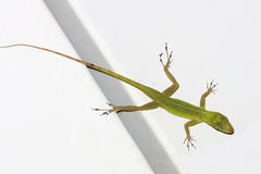 Anolis evermanni