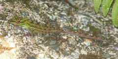 Anolis evermanni