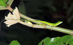 Anolis gemmosus