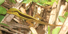 Anolis krugi