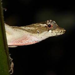Ghost Anole photo 4