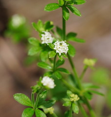 Asperula euryphylla