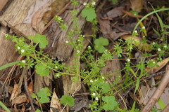 Asperula euryphylla