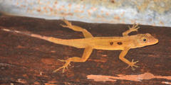 Anolis oculatus