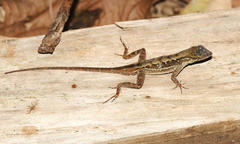 Anolis wilsoni