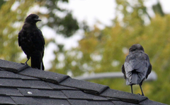 Corvus brachyrhynchos