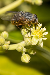 Calliphora albifrontalis