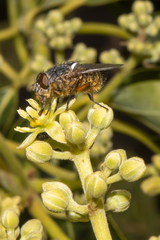 Calliphora albifrontalis
